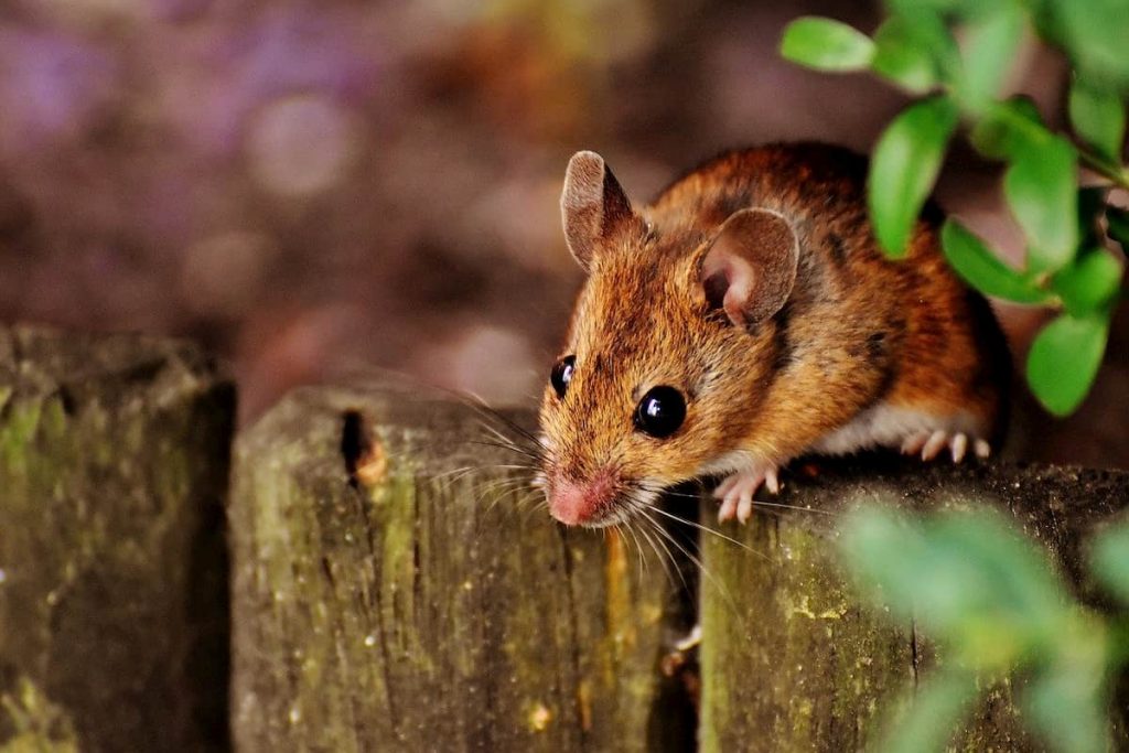 raton